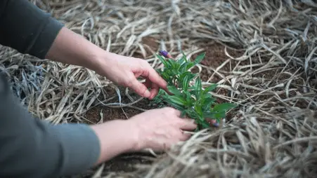 planting your vegetablegarden