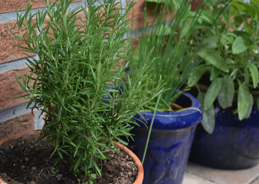 How to grow rosemary from cuttings