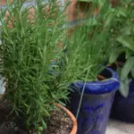 How to grow rosemary from cuttings