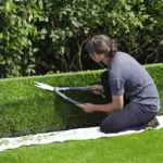 How to trim overgrown bushes