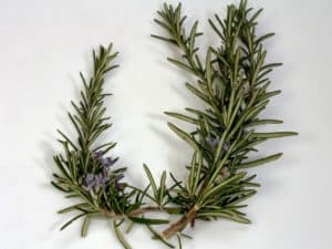 Rosemary Branches