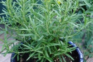 Rosemary Bush