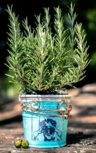 Rosemary Plant