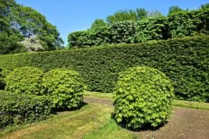 How to trim overgrown bushes