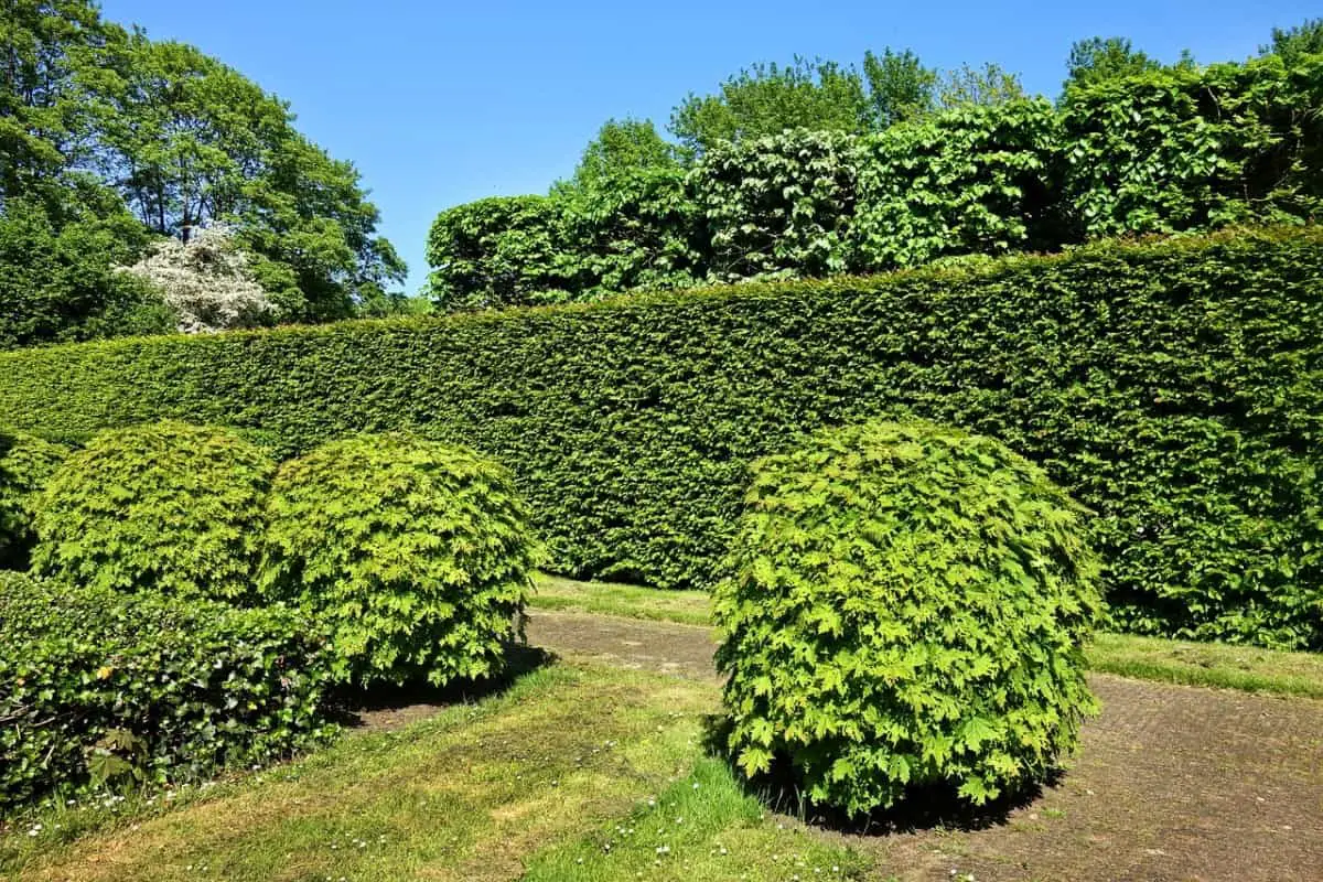 How Do You Trim Overgrown Holly Bushes