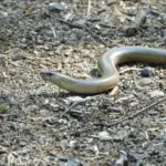 snakes in backyard