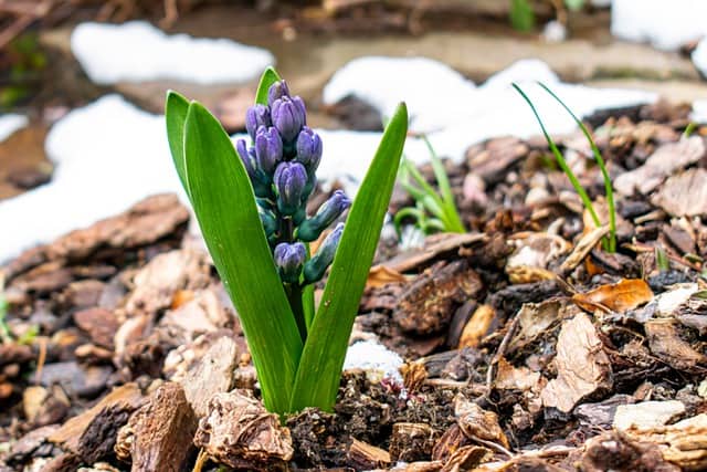 Mulch to keep grass from growing