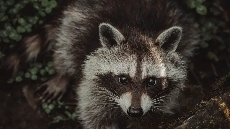 Raccoons in the backyard