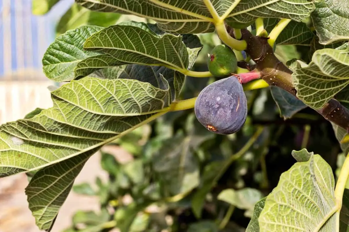 Figs in a tree