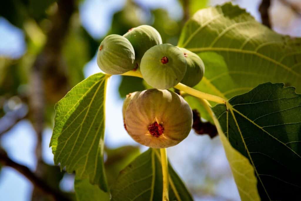 Fresh Figs