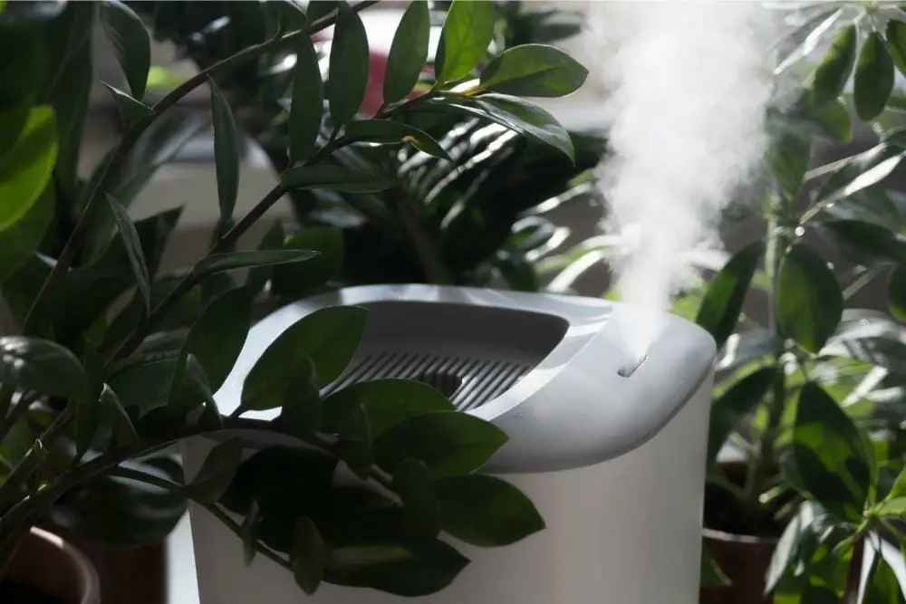 Best Humidifier For Plants