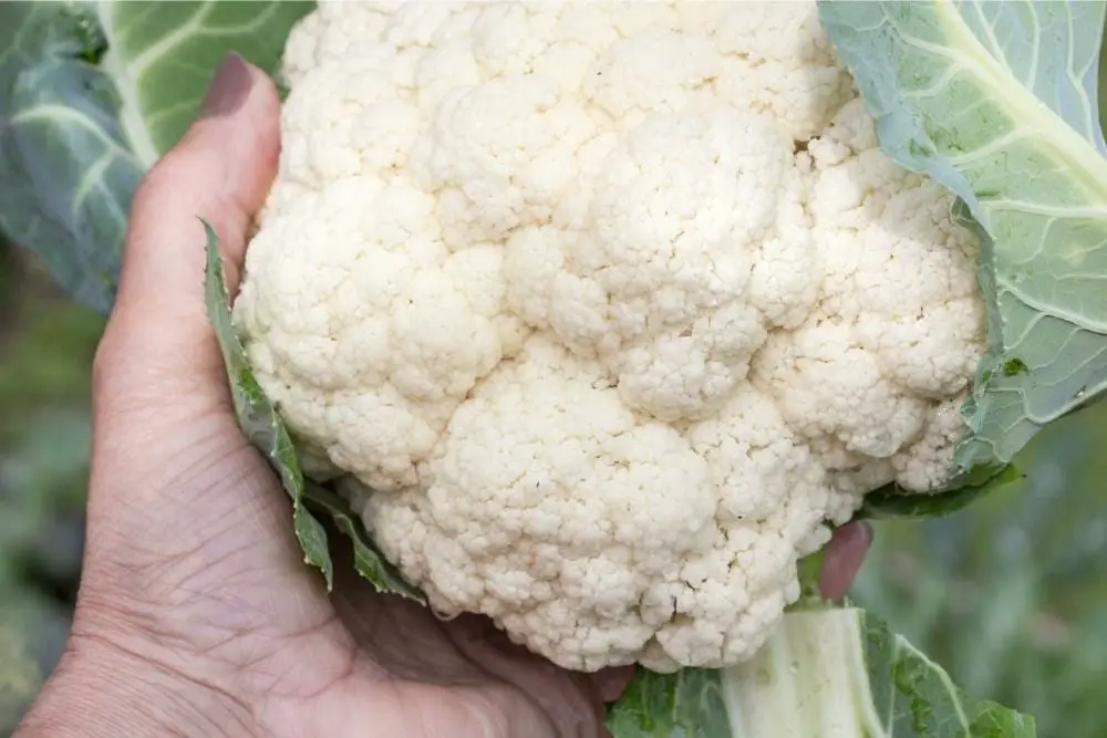 How To Pick Cauliflower