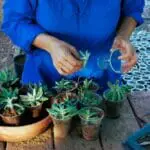 How to Repot Succulents