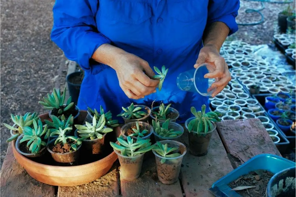 How to Repot Succulents