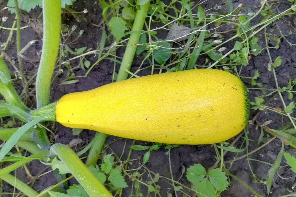 How to tell when a yellow squash is ready for harvest