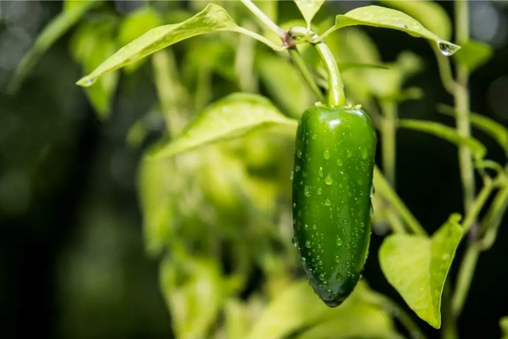 Jalapeno Pepper