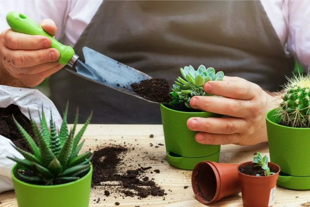 Repotting Succulents