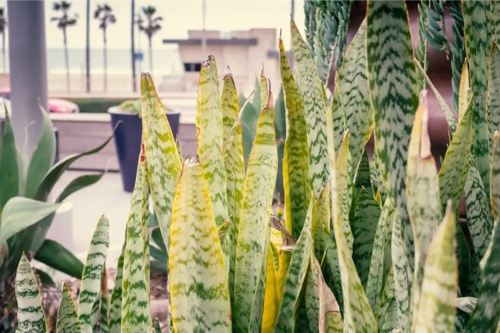 Snake Plant Turning Yellow