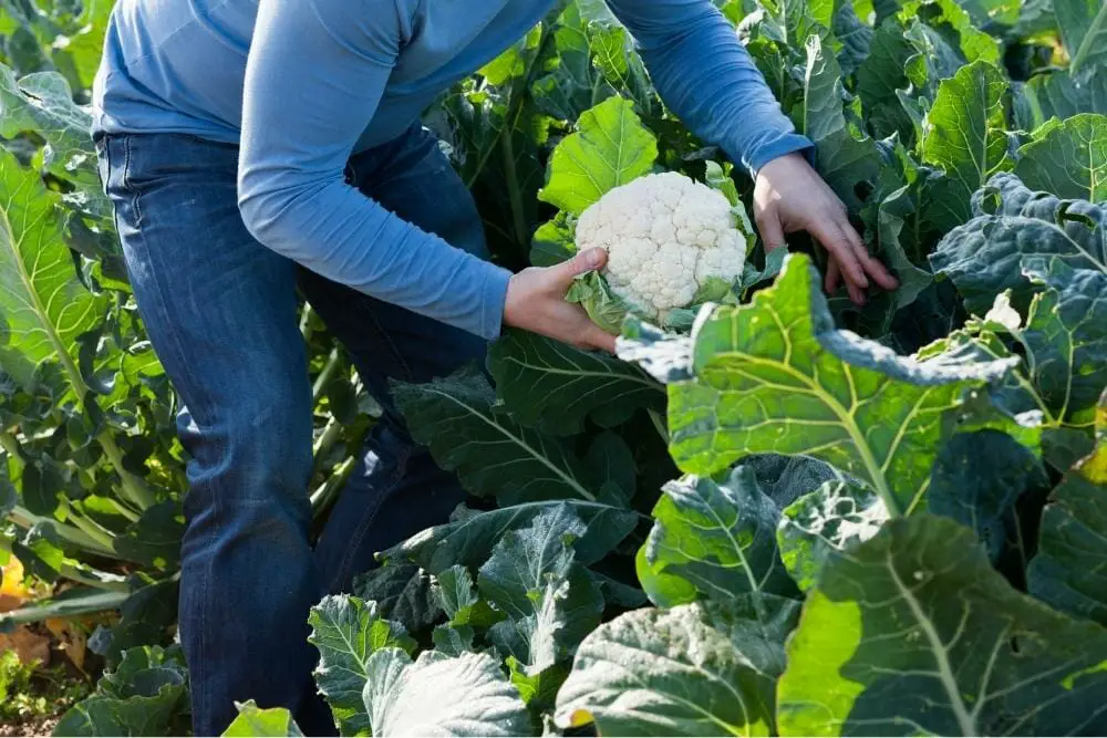 When To Pick Cauliflower