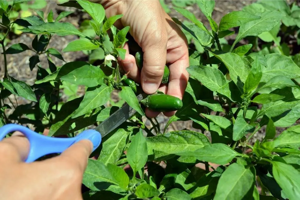 When To Pick Jalapenos