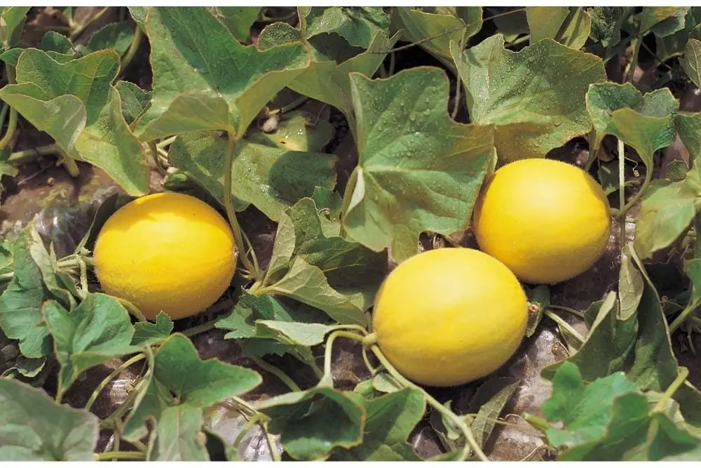 When To Pick Yellow Squash