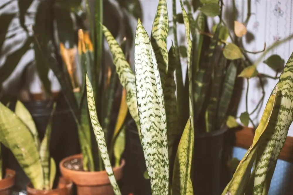 Why Is My Snake Plant Turning Yellow