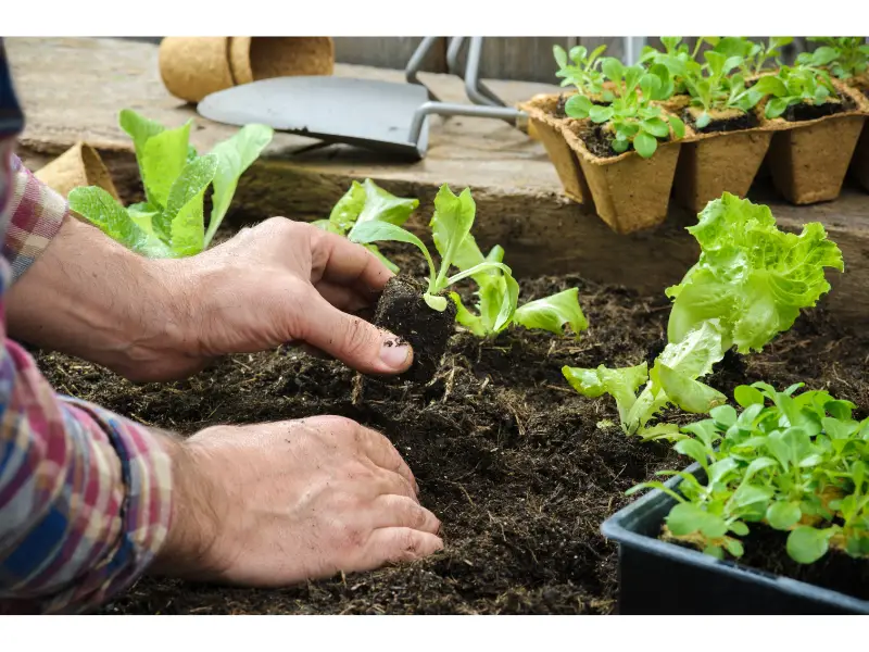 Grow your own vegetables. Planting vegetables.