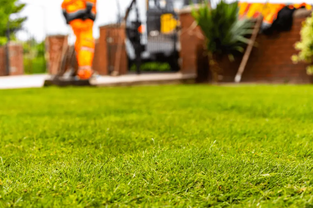 Cheapest way to cover dirt in a backyard