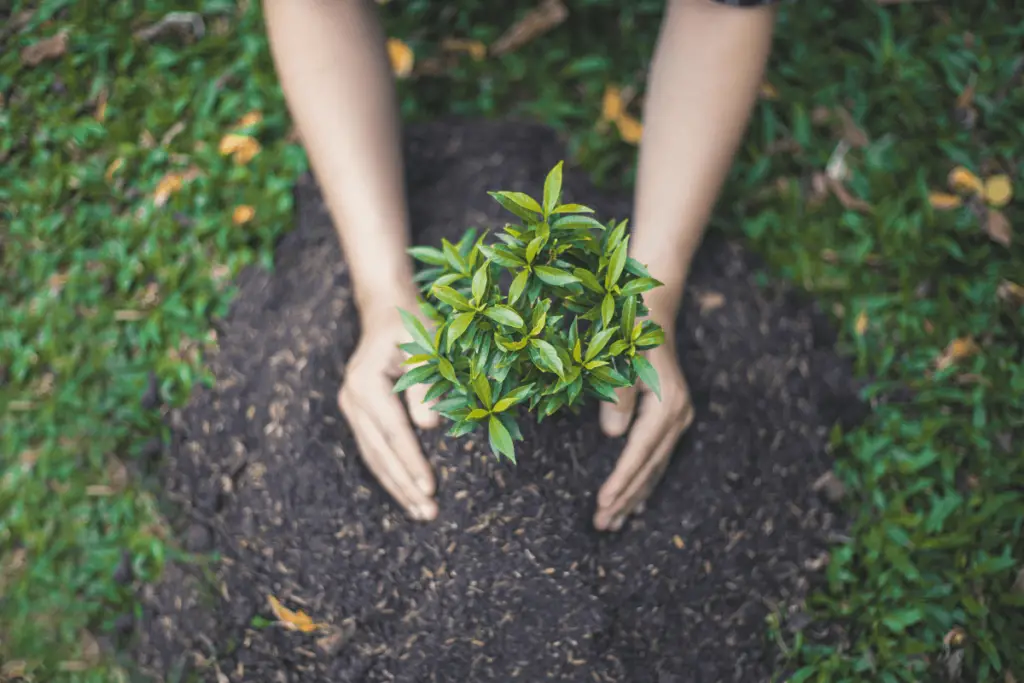 How to prepare the soil for planting