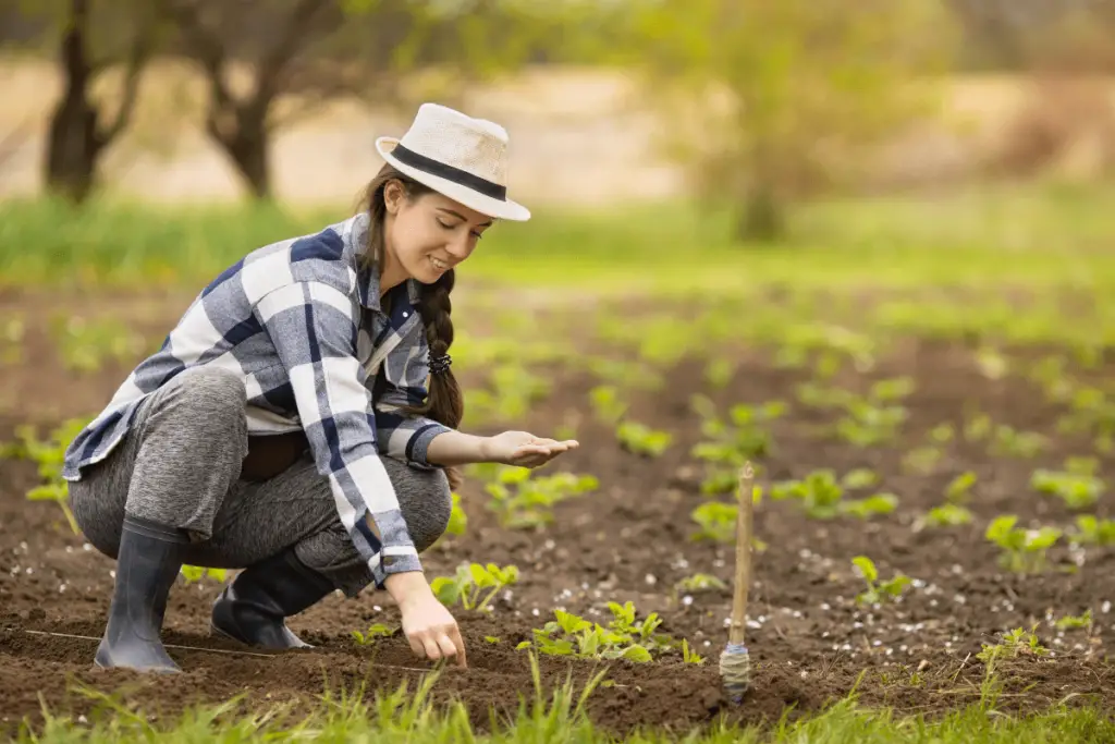 How to prepare the soil for planting