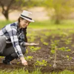 How to prepare the soil for planting