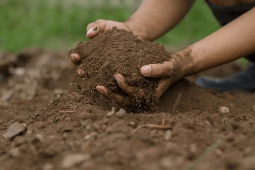 How to prepare the soil for planting