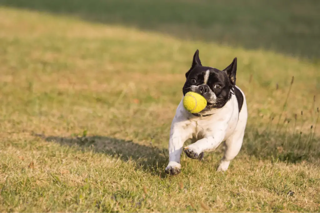 DIY Tetherball for Dogs - Yard Sumo