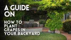 A Guide on How To Plant Grapes In Your Backyard Thumbnail