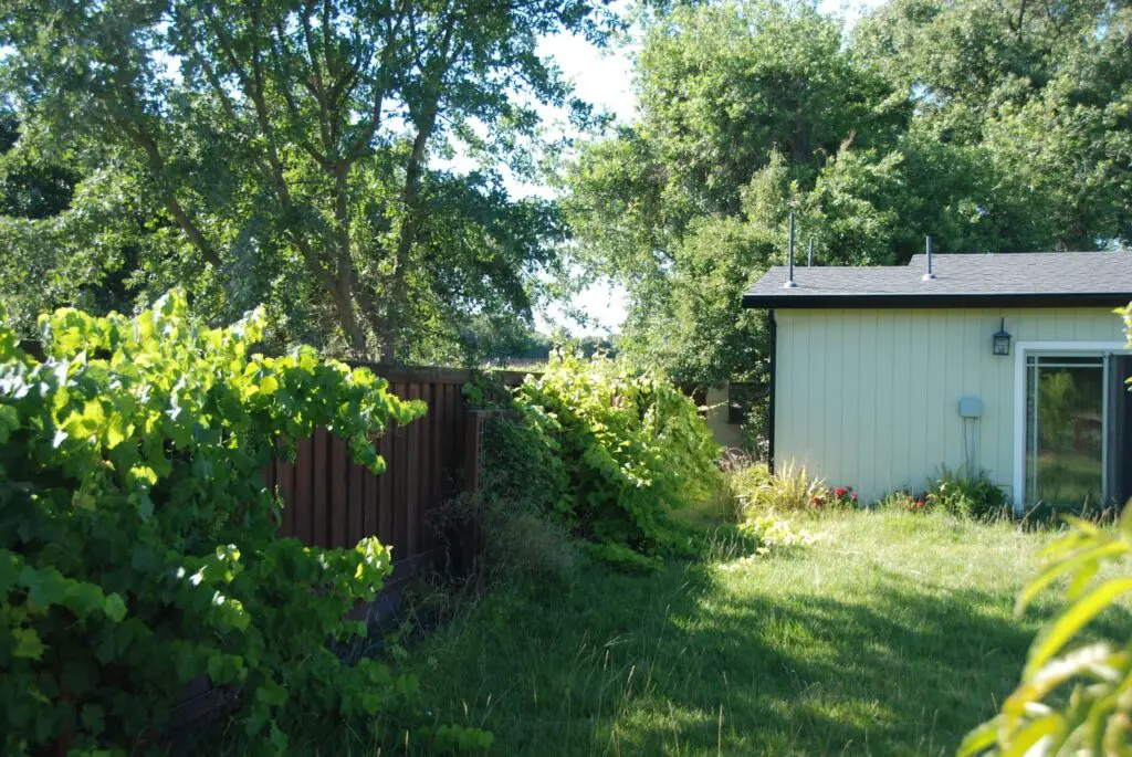 backyard grape plant