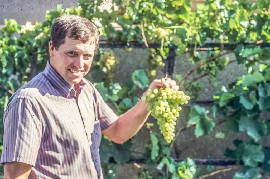 harvest grapes