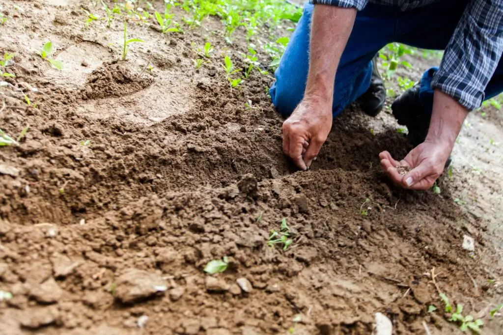 planting