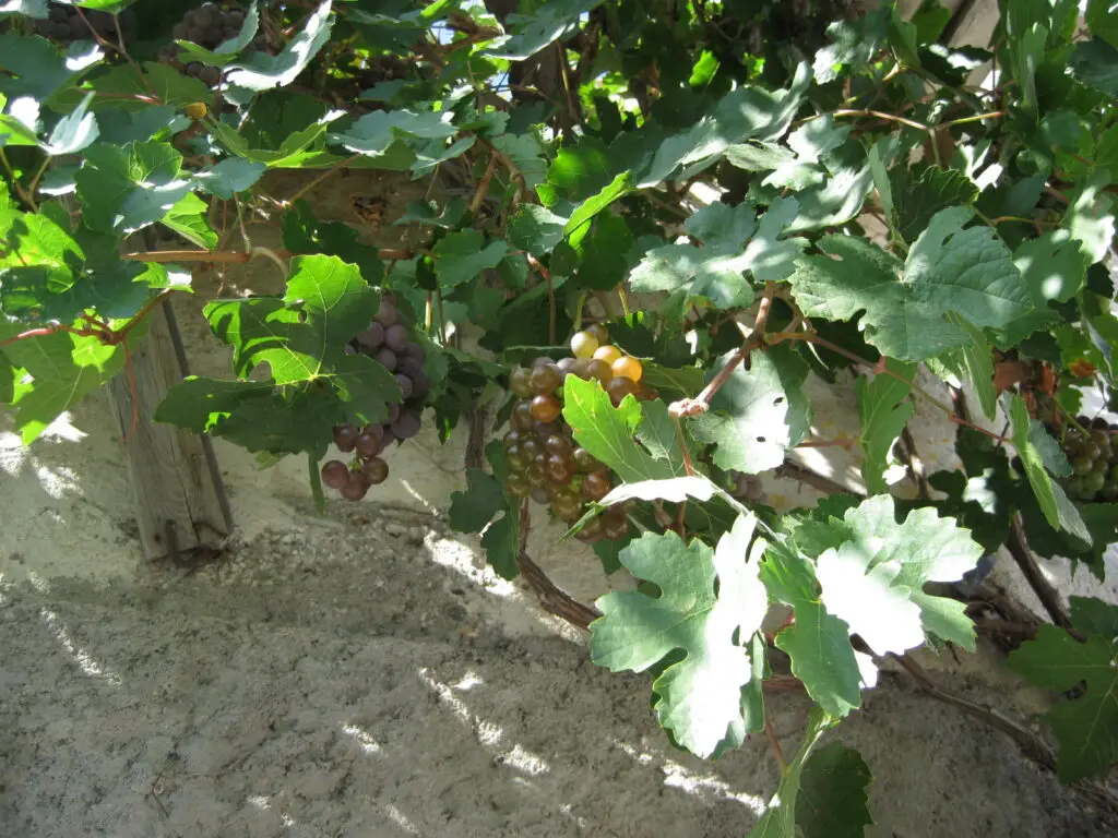 planting grapes