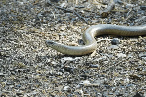 snakes in backyard