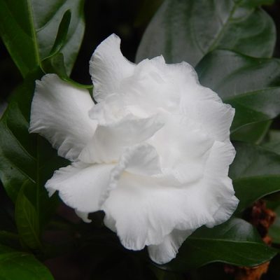 Gardenia