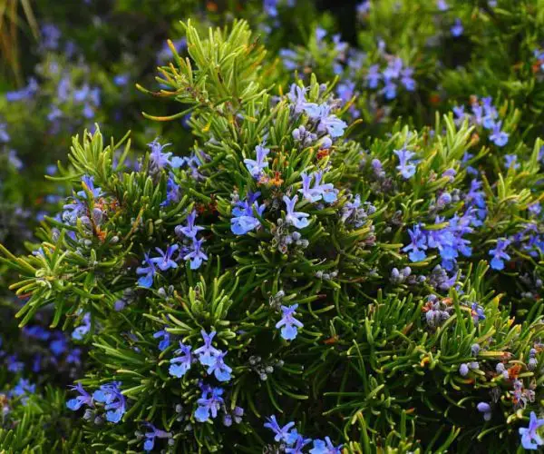 Rosemary plant flowers